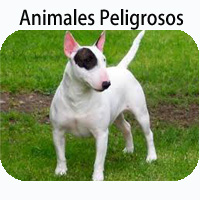 certificado_animales_peligrosos